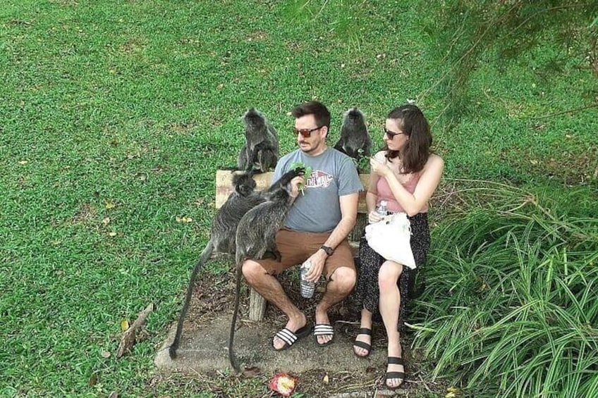 Un homme et une femme sont assis sur un banc, entourés d’un groupe de singes. 5