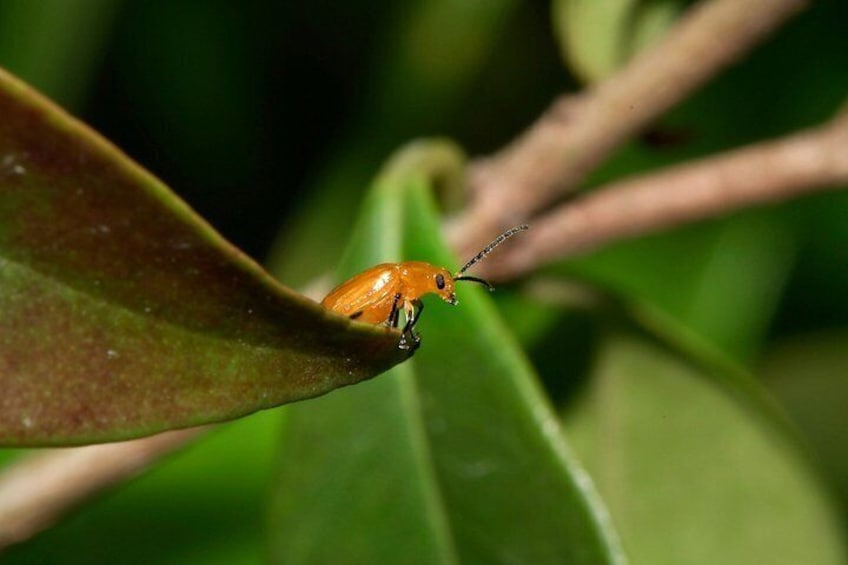 Un petit insecte orange sur une feuille verte. 3