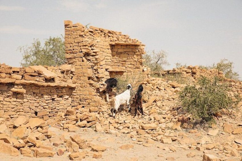 A stone ruin with goats grazing nearby. 3