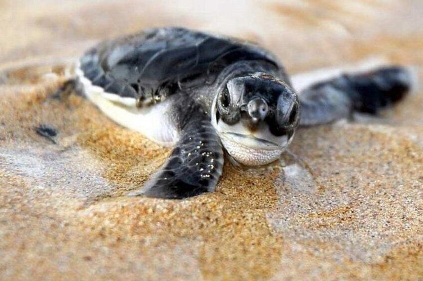 Turtle Hatchery 2