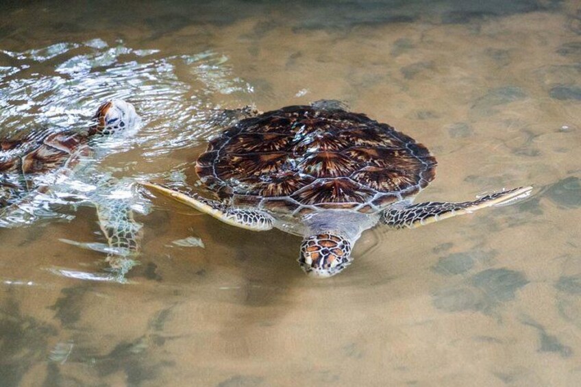 Turtle Hatchery 4
