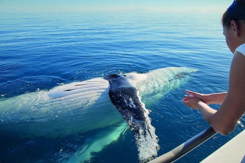 Whale Watching 5