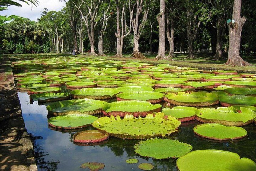 Mauritius North Tour - Full Day Excursion 5