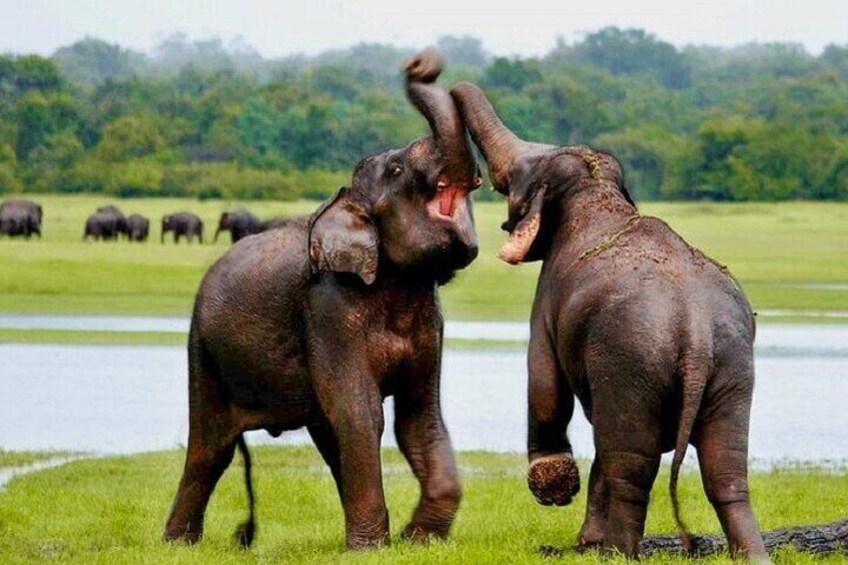 Elephants, Udawalawe National Park