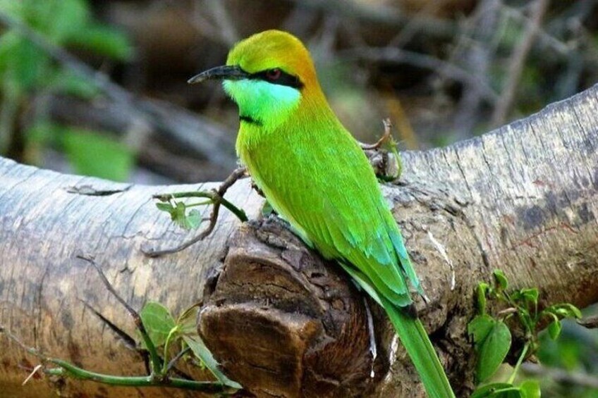 Birds watching, Udawalawe National Park