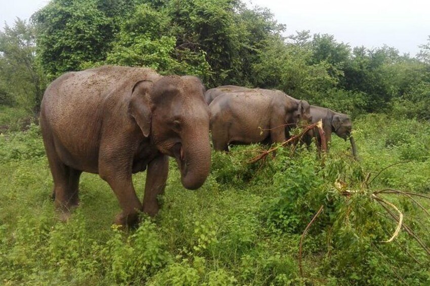 Elephants, Udawalawe National Park