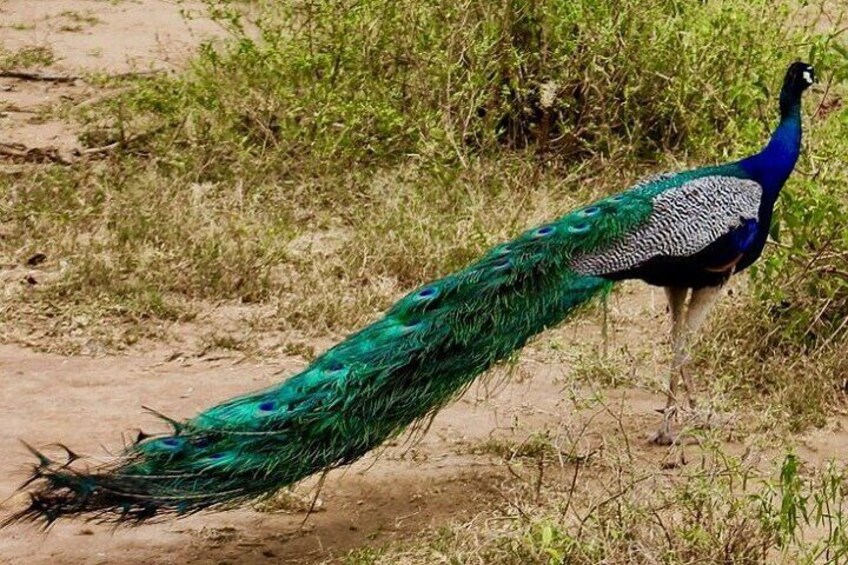 Peacock, Udawalawe National Park