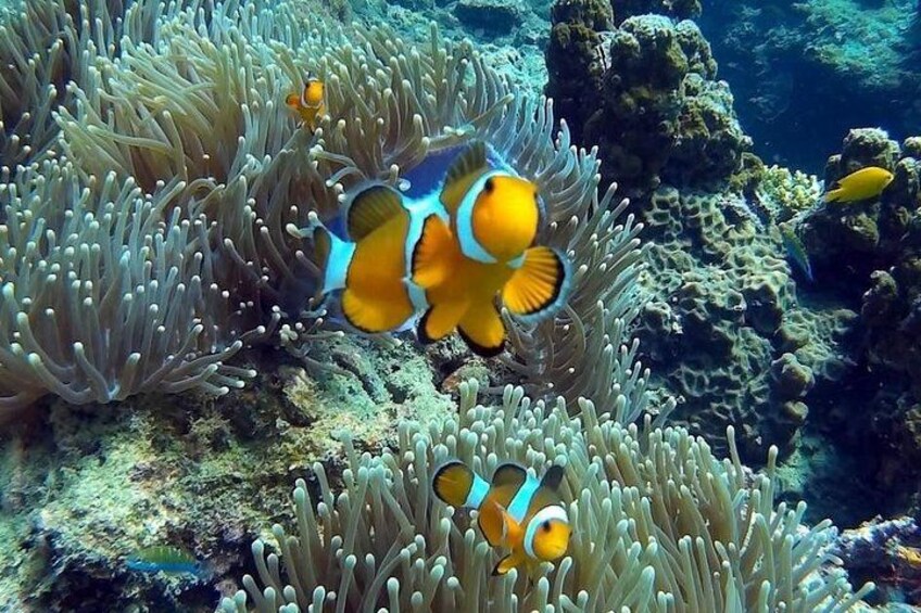 Phi Phi Early Bird & 4 Islands - Day Tour by Speedboat From Krabi 3