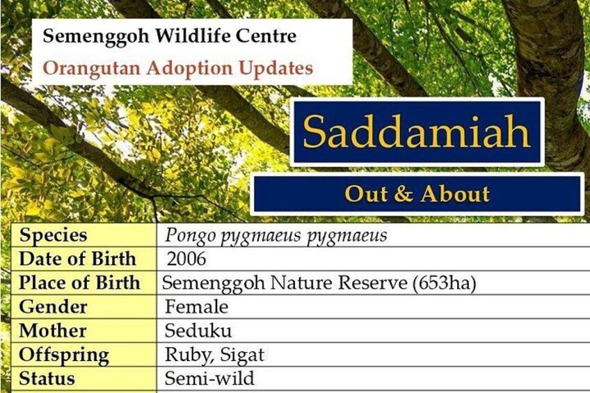 Semenggoh Orangutan Centre from Kuching 4