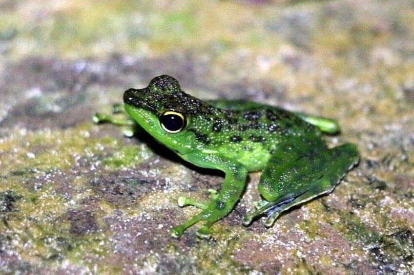 A green frog on a textured surface. 5