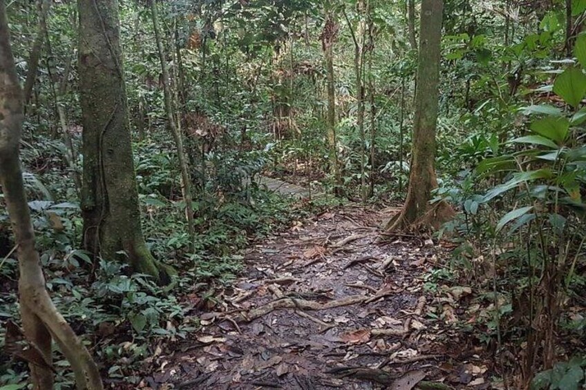 A forest trail with dense vegetation and fallen leaves. 3