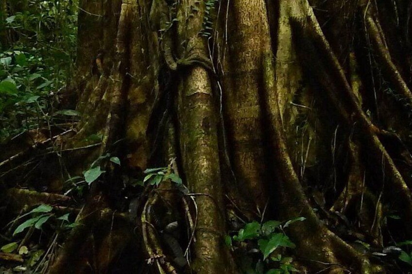 A large tree with extensive roots and surrounding foliage. 4