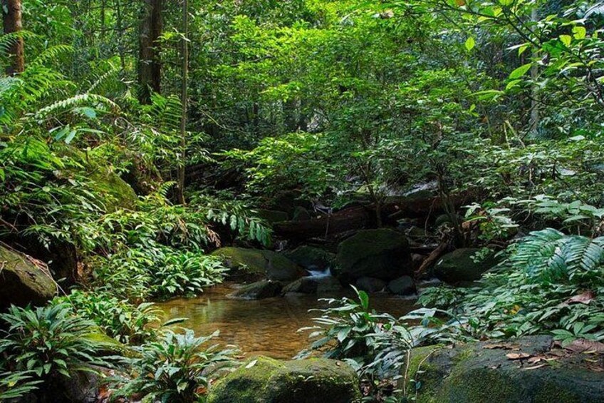 A forest stream with rocks and ferns. 2