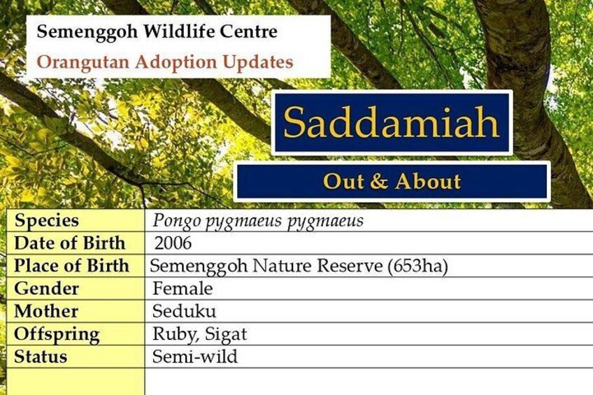 Kuching City Tour & Semenggoh Wildlife 2