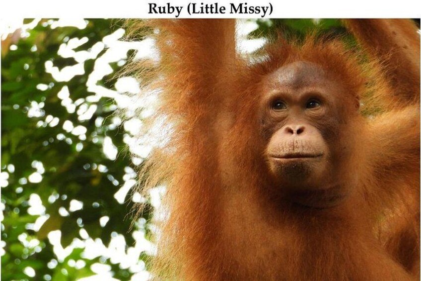 Kuching City Tour & Semenggoh Wildlife 3