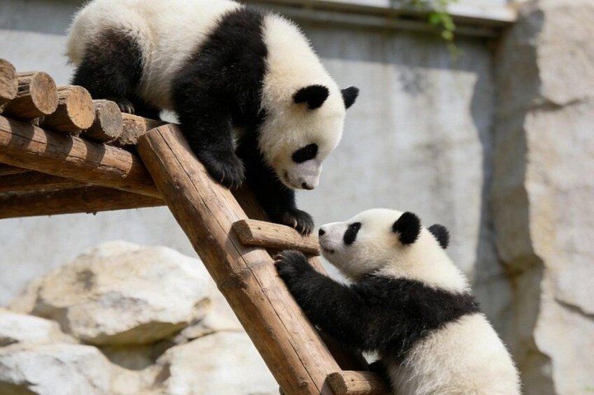 Twee panda's beklimmen een houten constructie. 1