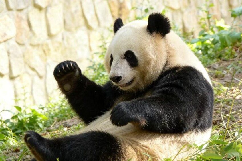 Een panda zittend op de grond met opgetrokken benen, omringd door groen. 3