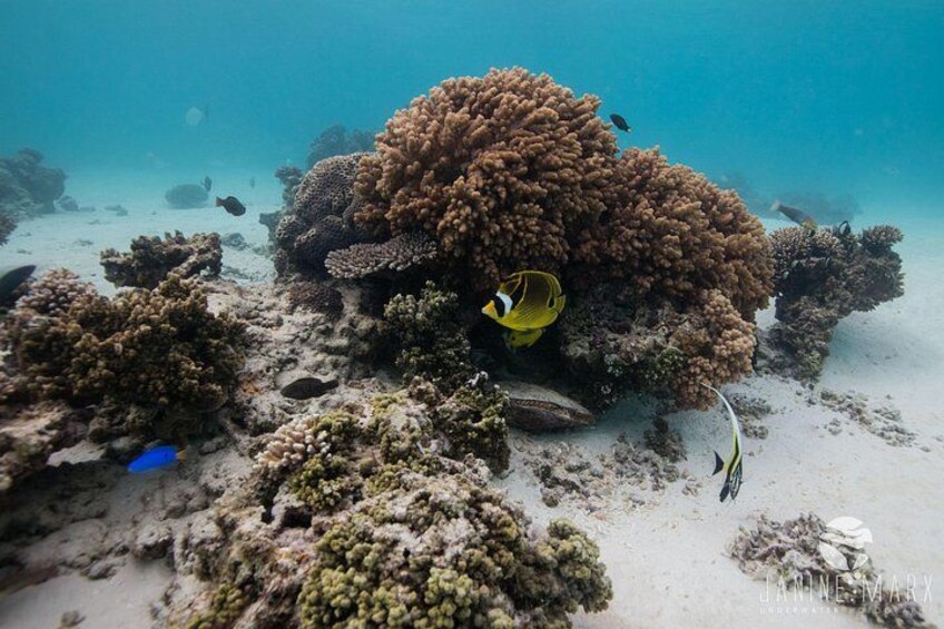 2.5 hour Snorkel / Turtle Tour on the Ningaloo Reef, Exmouth 3