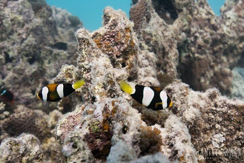 Dos peces payaso entre formaciones de coral. 2