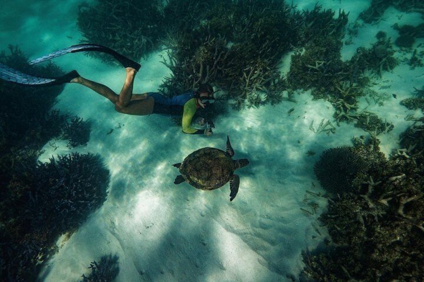 Un buzo nada junto a una tortuga marina cerca de un arrecife de coral. 3