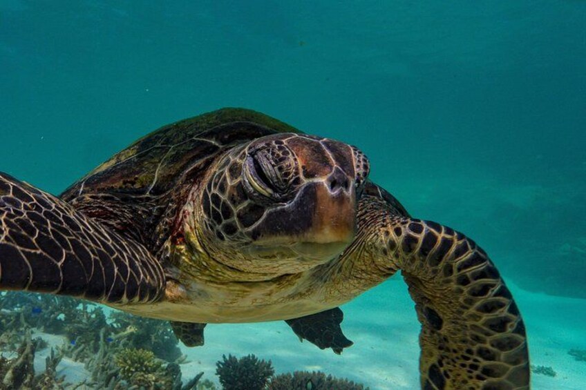 Join a Cape Immersion Tours cruise as we explore the waters of the Ningaloo Marine Park in search of turtles to view from both above and beneath the sea surface. 5