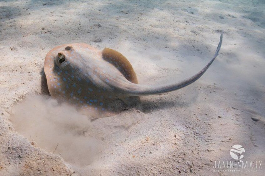 2.5 hour Snorkel / Turtle Tour on the Ningaloo Reef, Exmouth 4