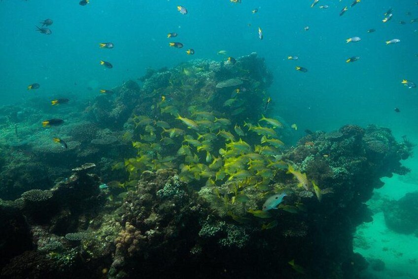Join us to as we explore the pristine sanctuaries of the Ningaloo Reef where wildlife abounds. 5