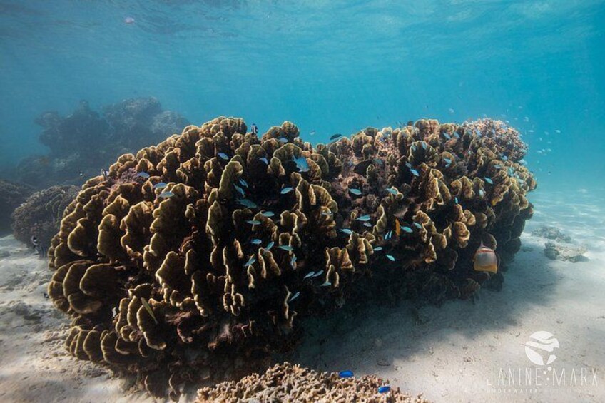 2.5 hour Snorkel / Turtle Tour on the Ningaloo Reef, Exmouth 2