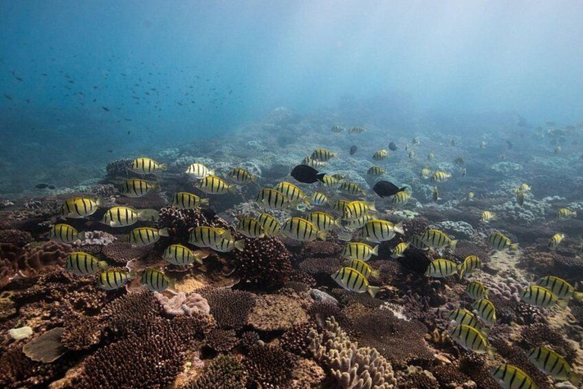 2.5 hour Snorkel / Turtle Tour on the Ningaloo Reef, Exmouth 3