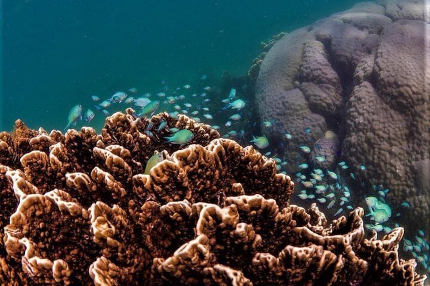 Ningaloo Reef Snorkel and Wildlife Adventure 1
