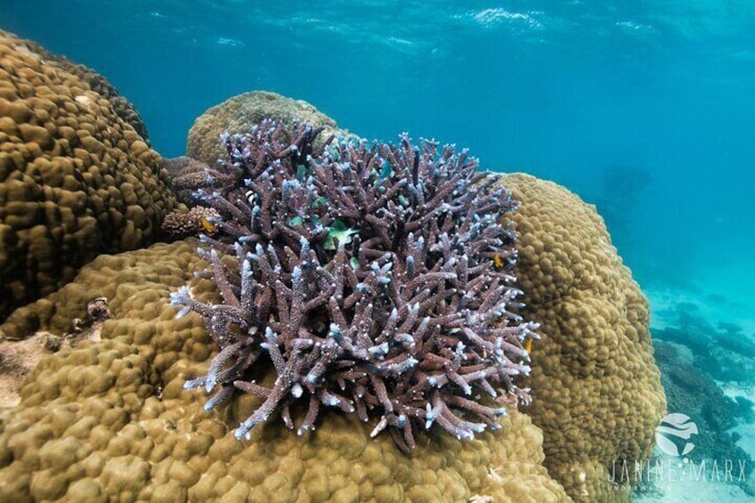 Ningaloo Reef Snorkel and Wildlife Adventure  5
