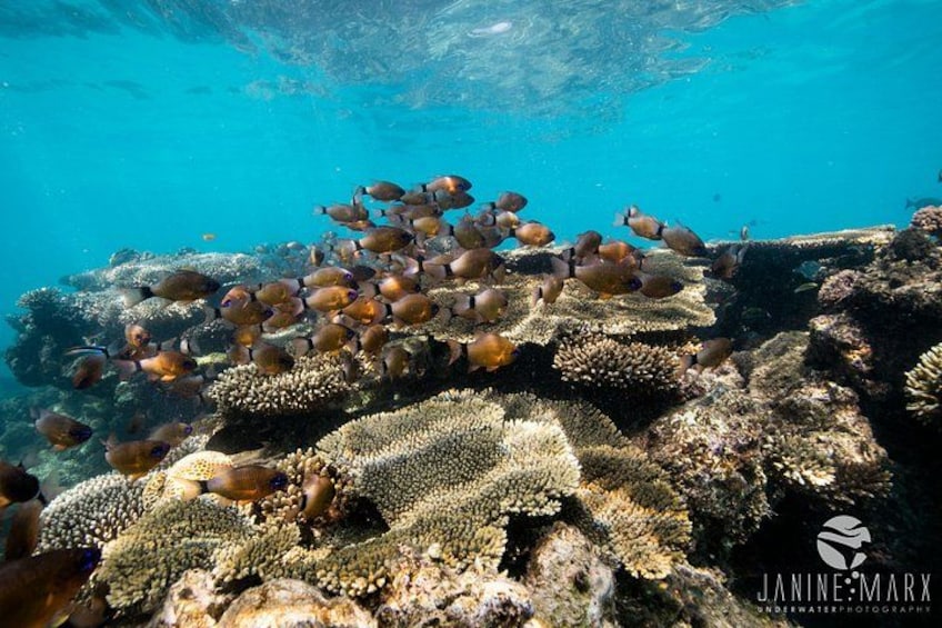6 hour Ningaloo Reef Snorkel and Wildlife Adventure 2