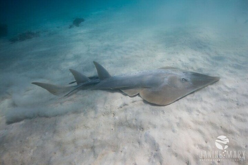 Ningaloo Reef Snorkel and Wildlife Adventure 