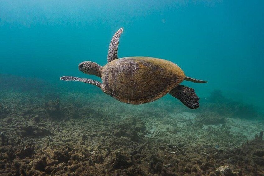 Swim with turtles as they graciously glide through the turquoise waters. 5