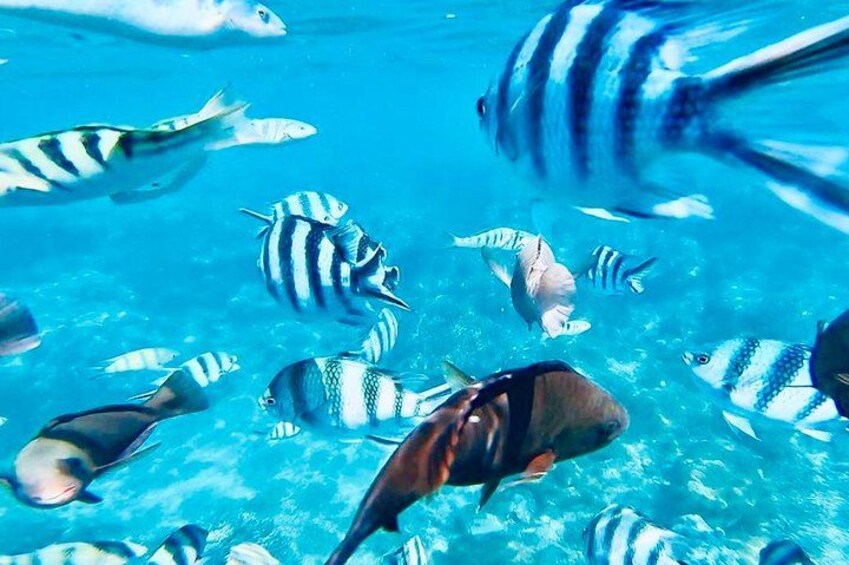 All Inclusive : Bali Blue Lagoon Snorkeling, Lunch, and Transport 4