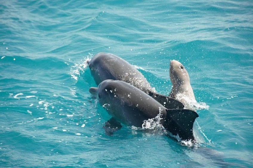 Bottle nose Dolphins baby sitting newborn Snubfin Dolphin 5