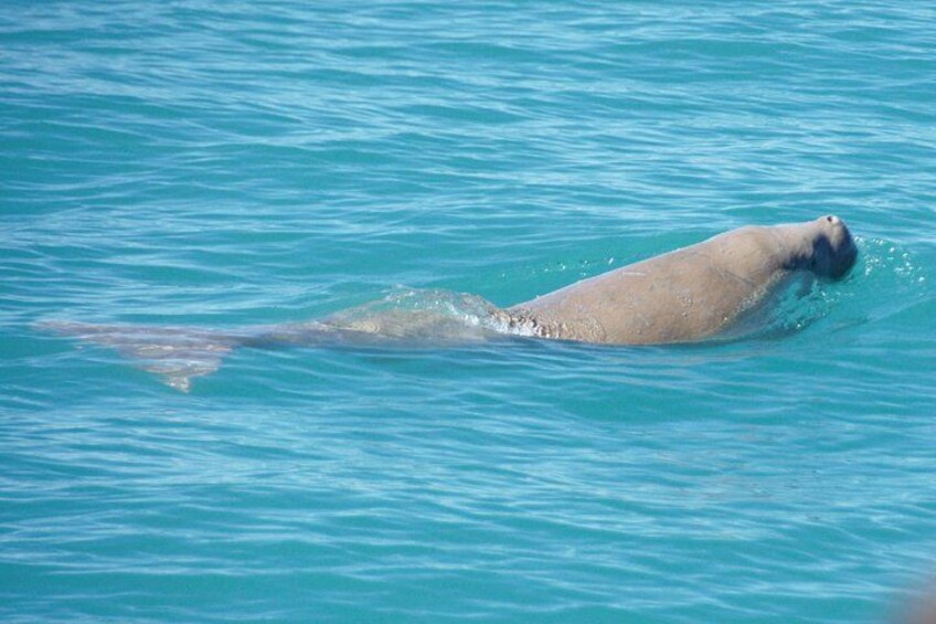 Dugong 4