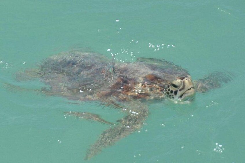 Snubfin Dolphin Eco Cruise from Broome 3