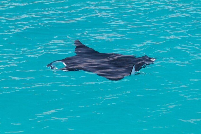 Snubfin Dolphin Eco Cruise from Broome 2