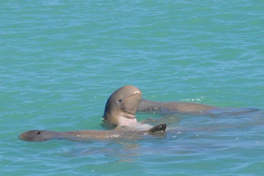 The very rare Snubfin Dolphin 1