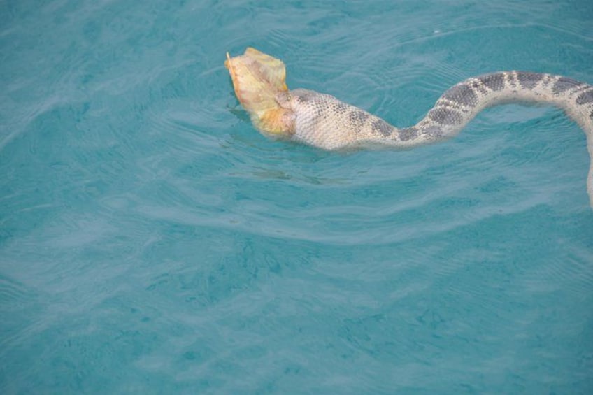 Seasnake eating fish 4