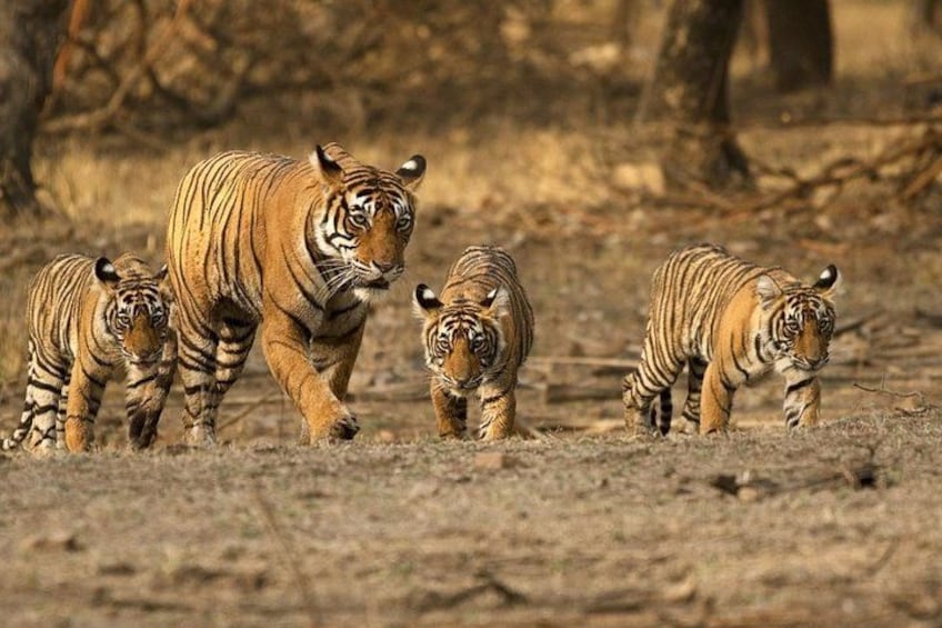A tiger with three cubs in a dry, grassy area. 1