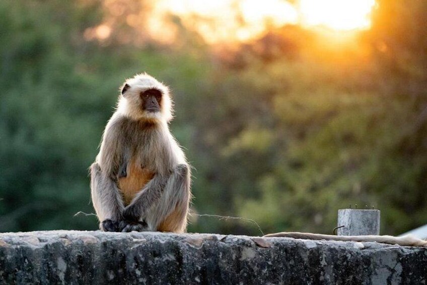 A monkey sitting on a stone ledge with a blurred natural background. 5