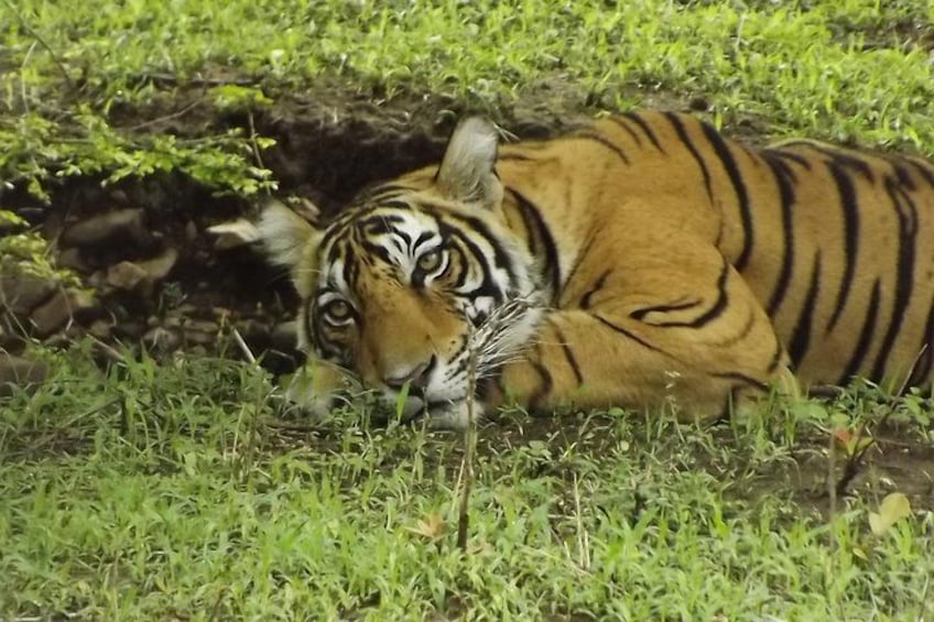 A tiger lying on grass near rocks. 2