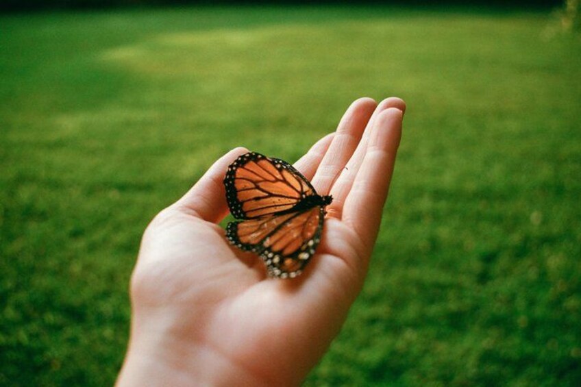 Una mano sosteniendo una mariposa. 2