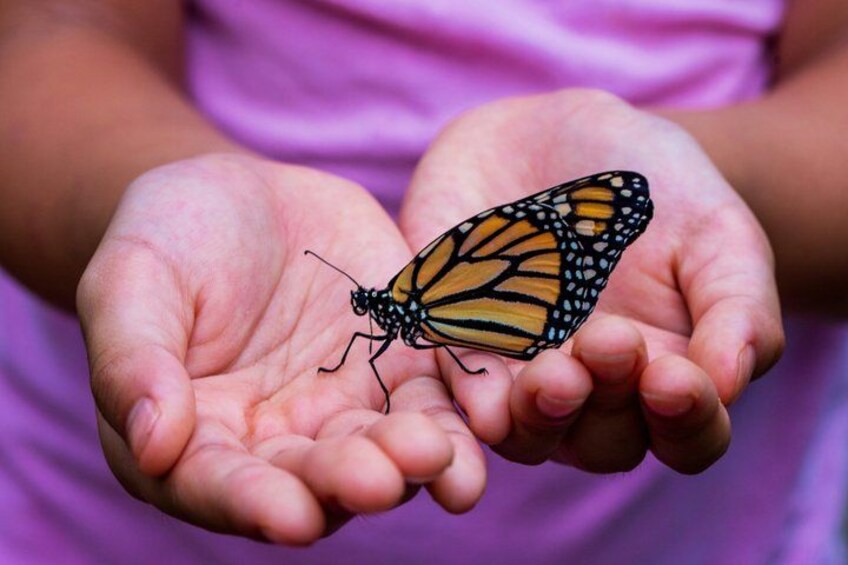 Una mariposa sobre las manos abiertas de una persona. 1