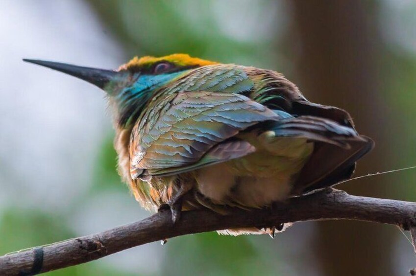 Birds in Yala National Park 5