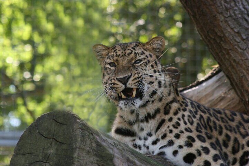 Leopards  1