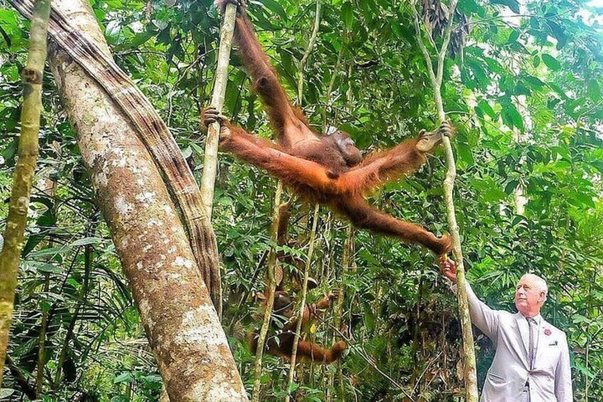 A person in a white coat interacting with an orangutan in a dense forest. 5