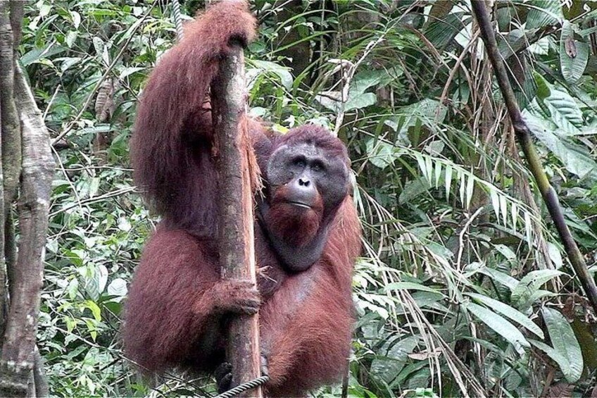 An orangutan holding a tree branch in a dense forest. 2